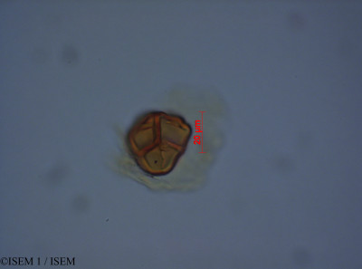 ISEM 1/Themistoclesia_cutucuensis_28068/Themistoclesia_cutucuensis_28068_0001(copy)_thumb.jpg